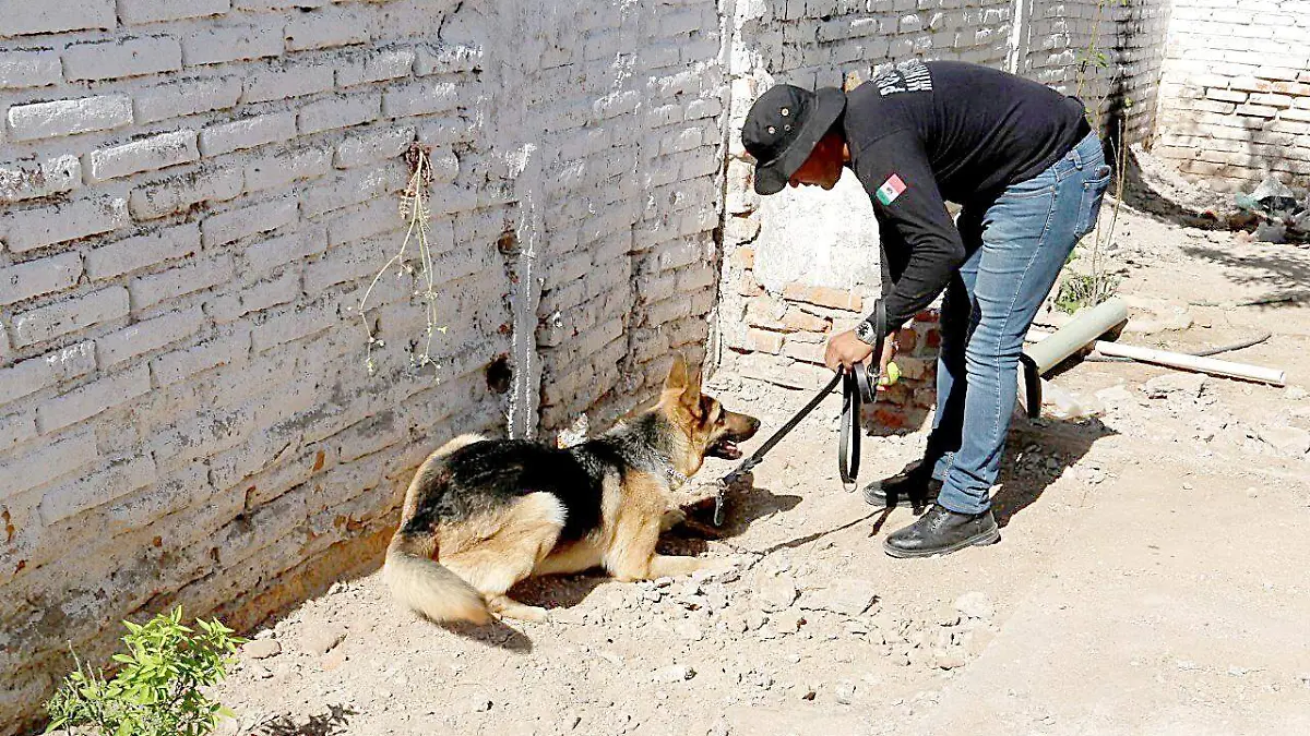 Fuerza canina