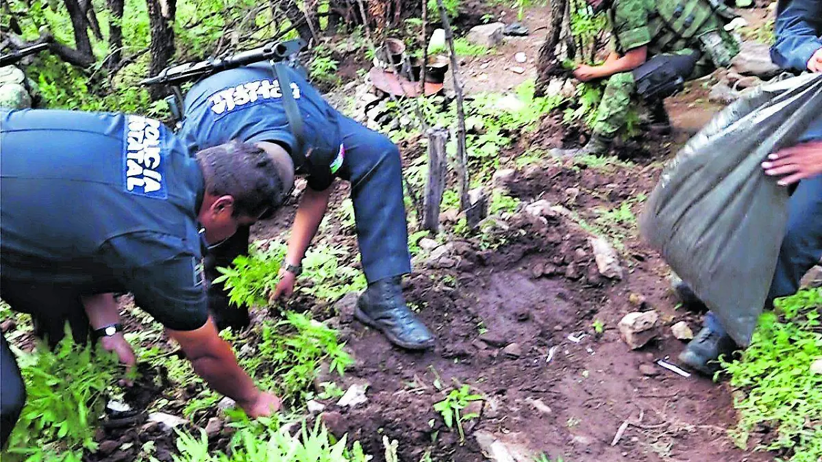 Plantío de marihuana 3