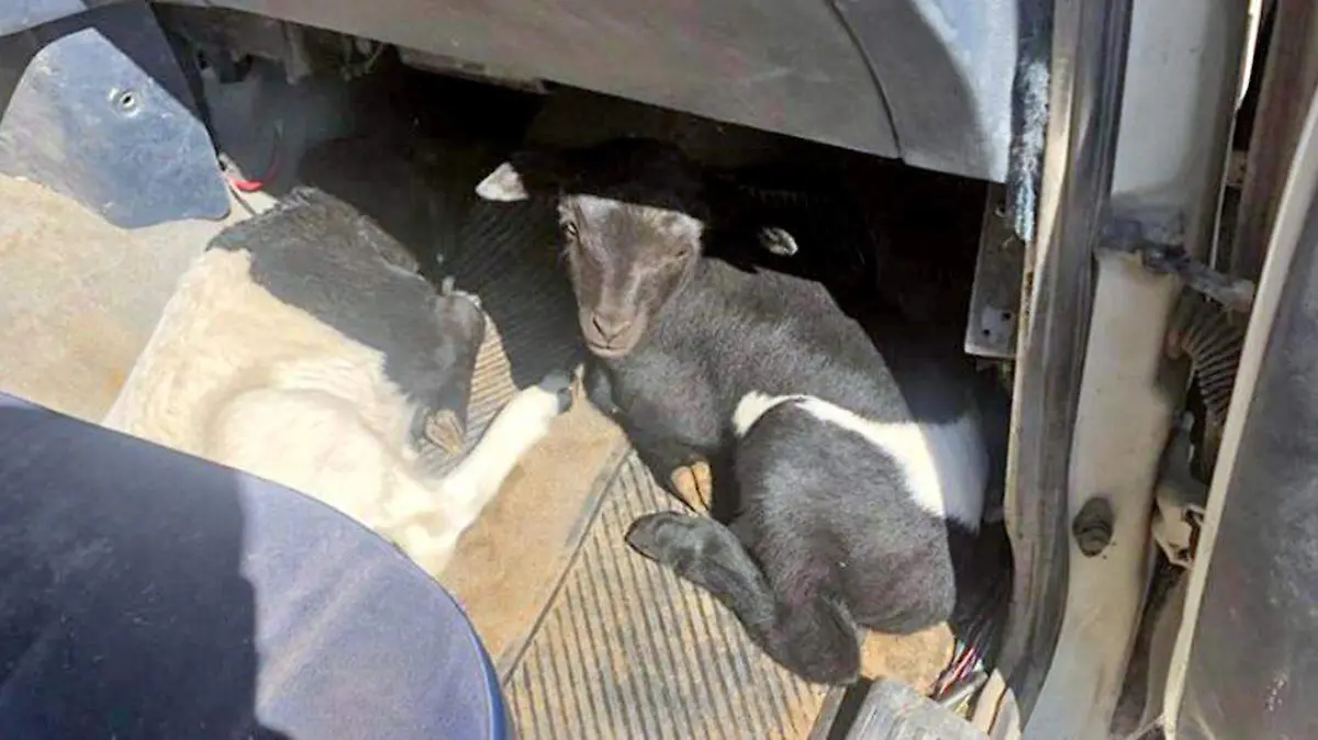 detenido con ganado 2