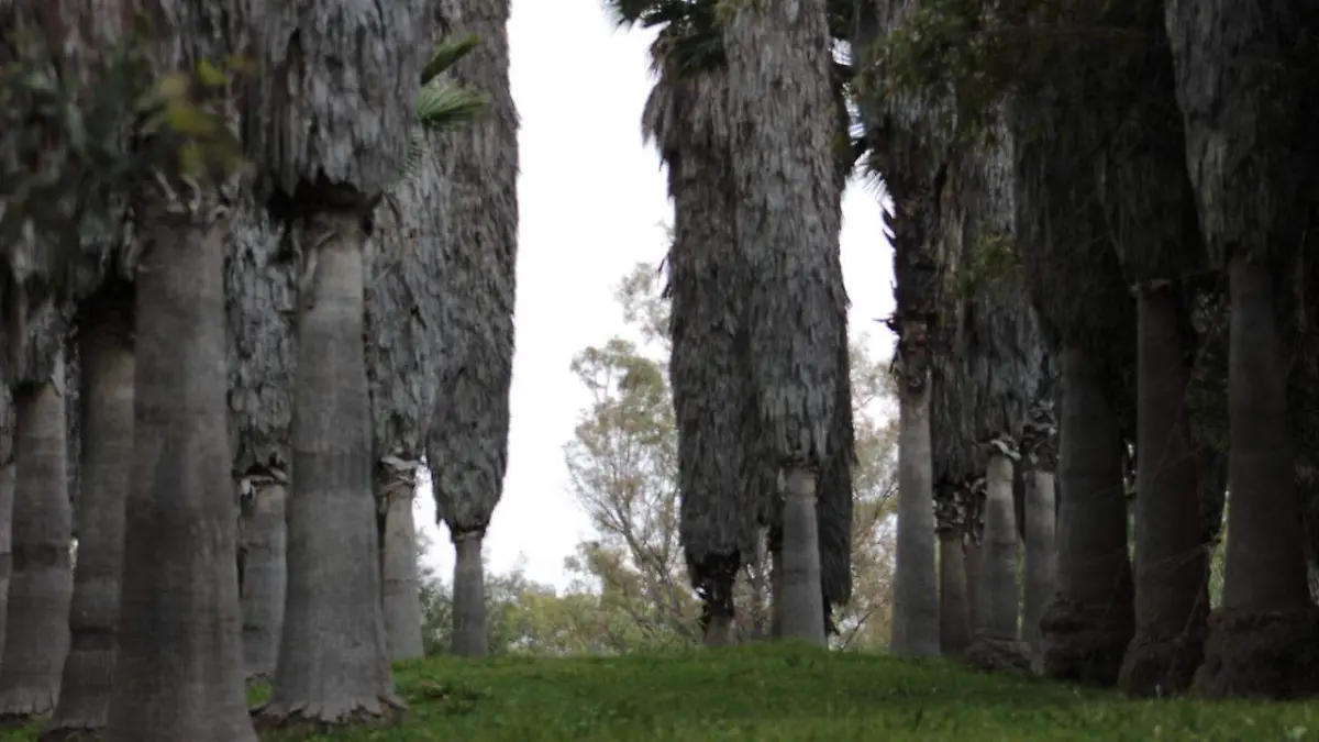 Parque Rodolfo Landeros 2