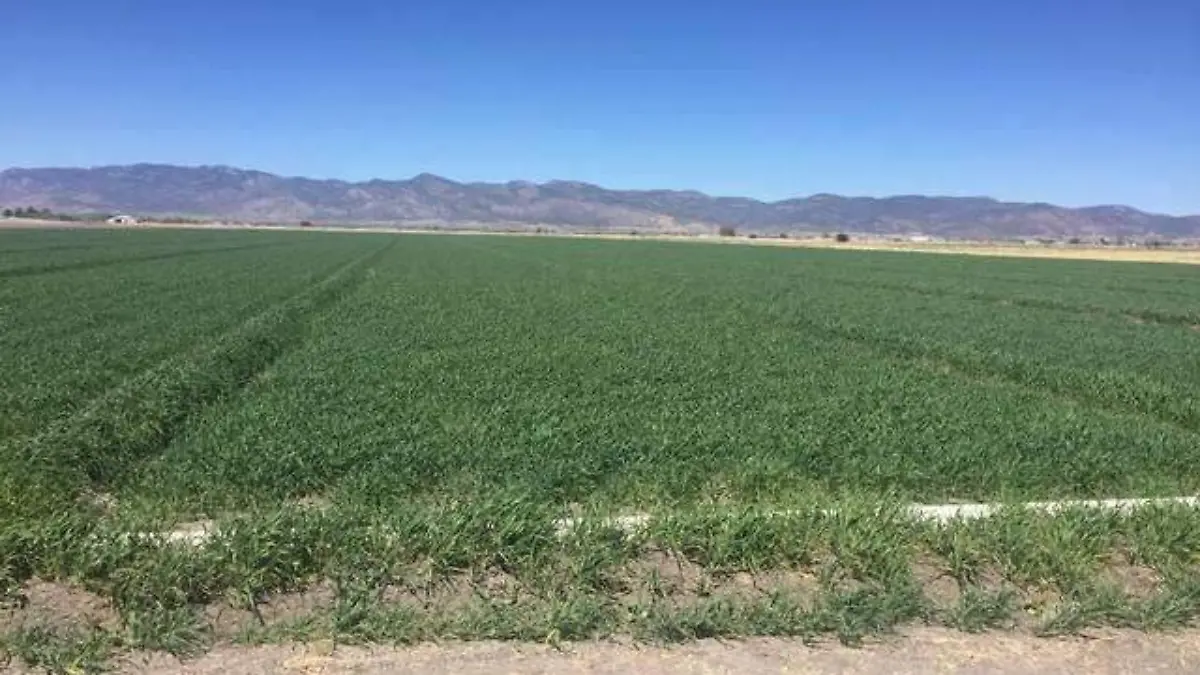 campo elsoldedurango