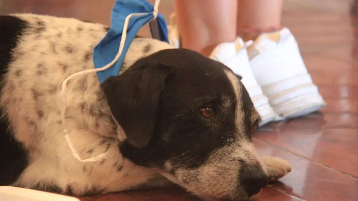 Misa de Don Carolino