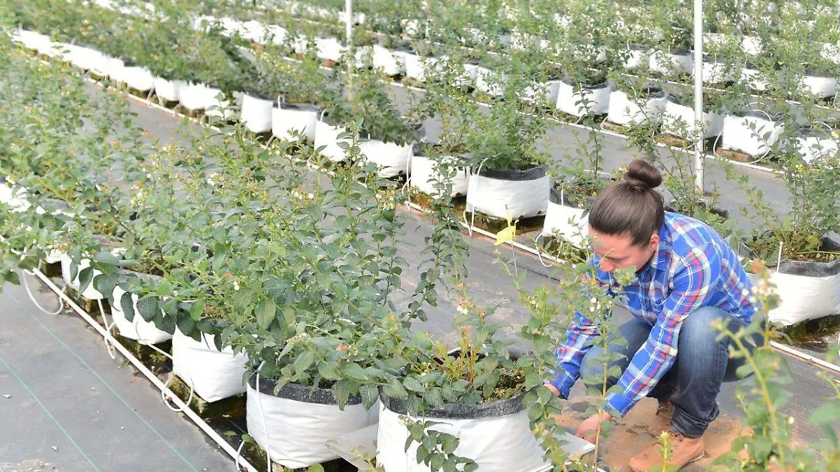 cultivos gobierno estatal 2