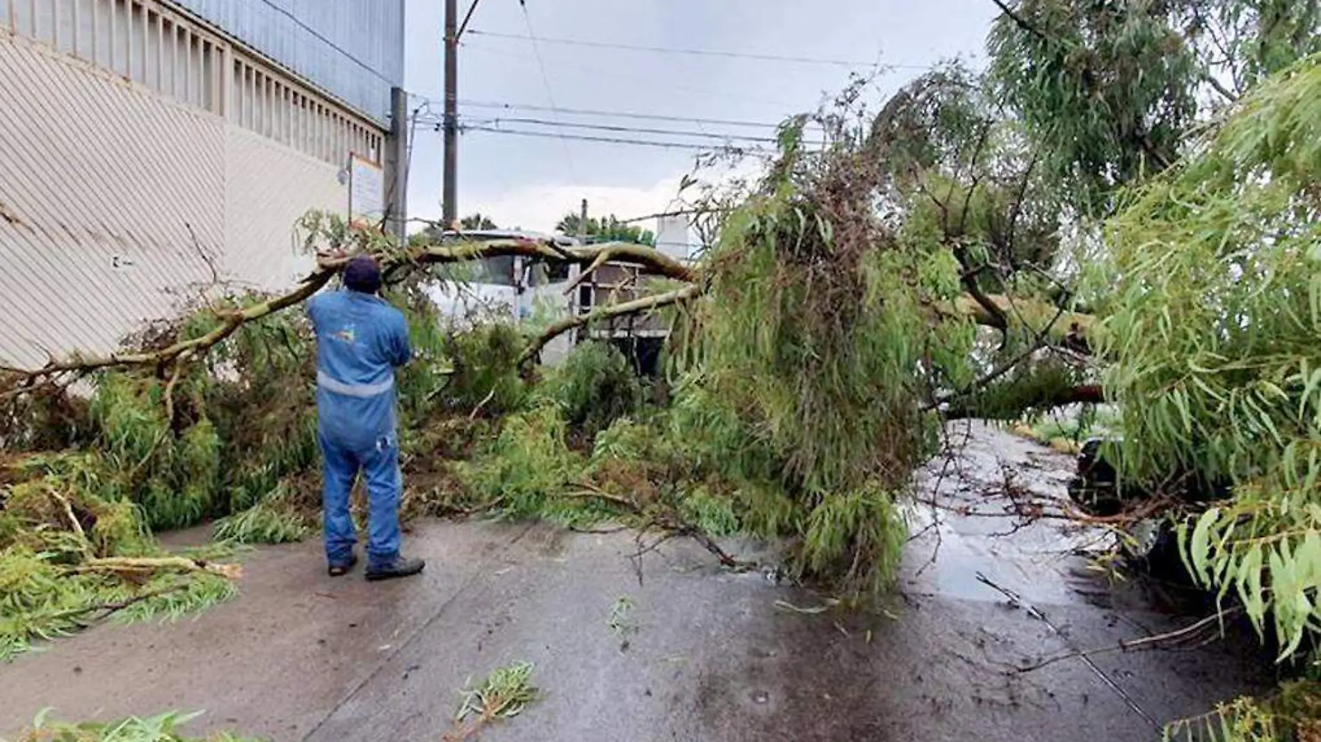 Árboles-Lluvias-Derrumbes-Accidentes