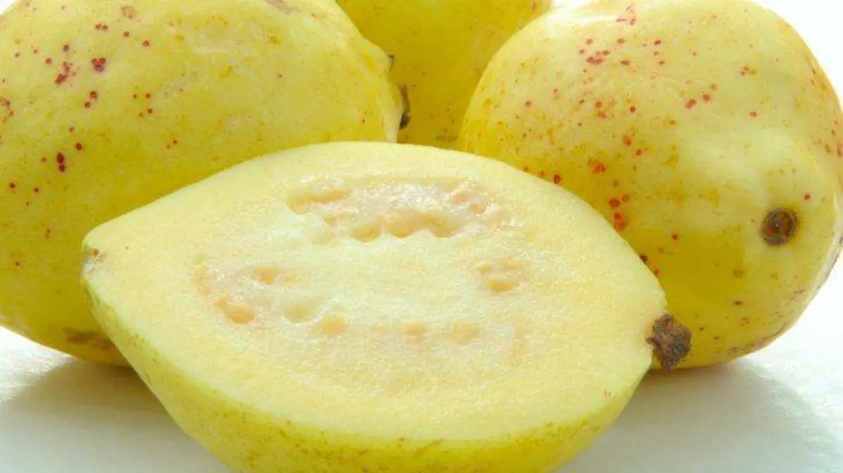 Guayaba