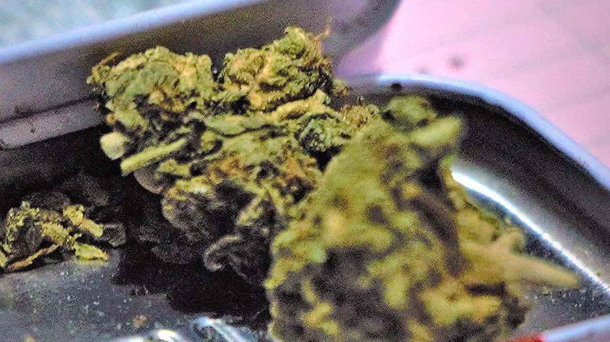 marihuana en recipiente metalico
