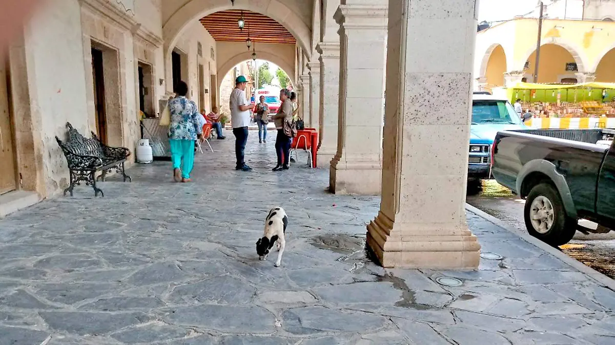 Colecta para perritos