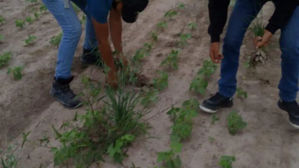 Agricultura IT