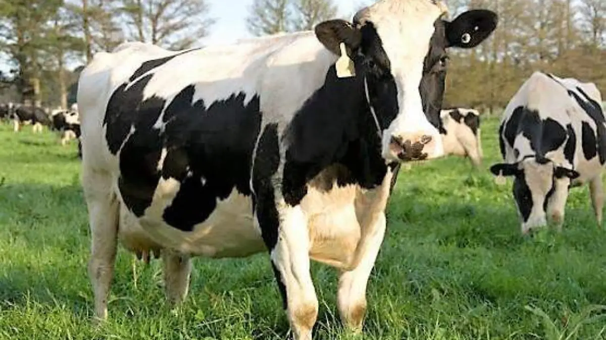 FOTO55--31JUL2018 (3)