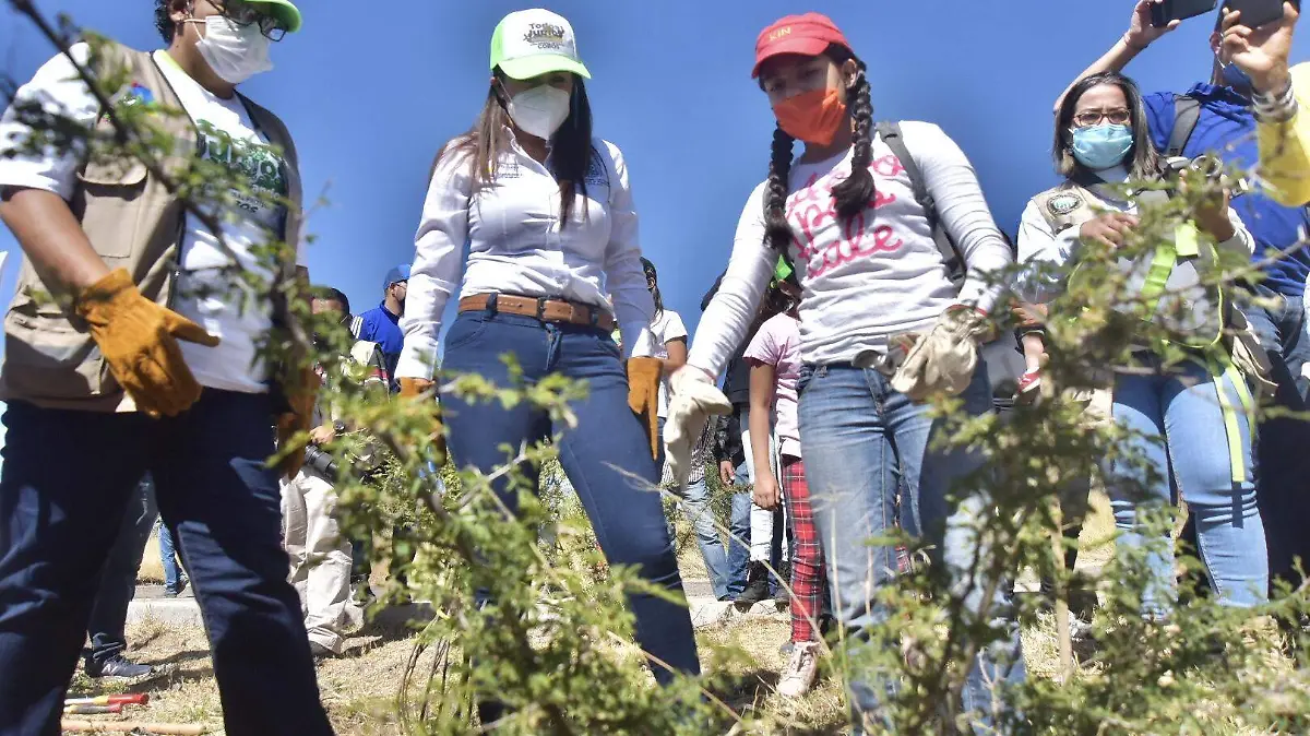 Rehabilitacion del Bosque de Cobos
