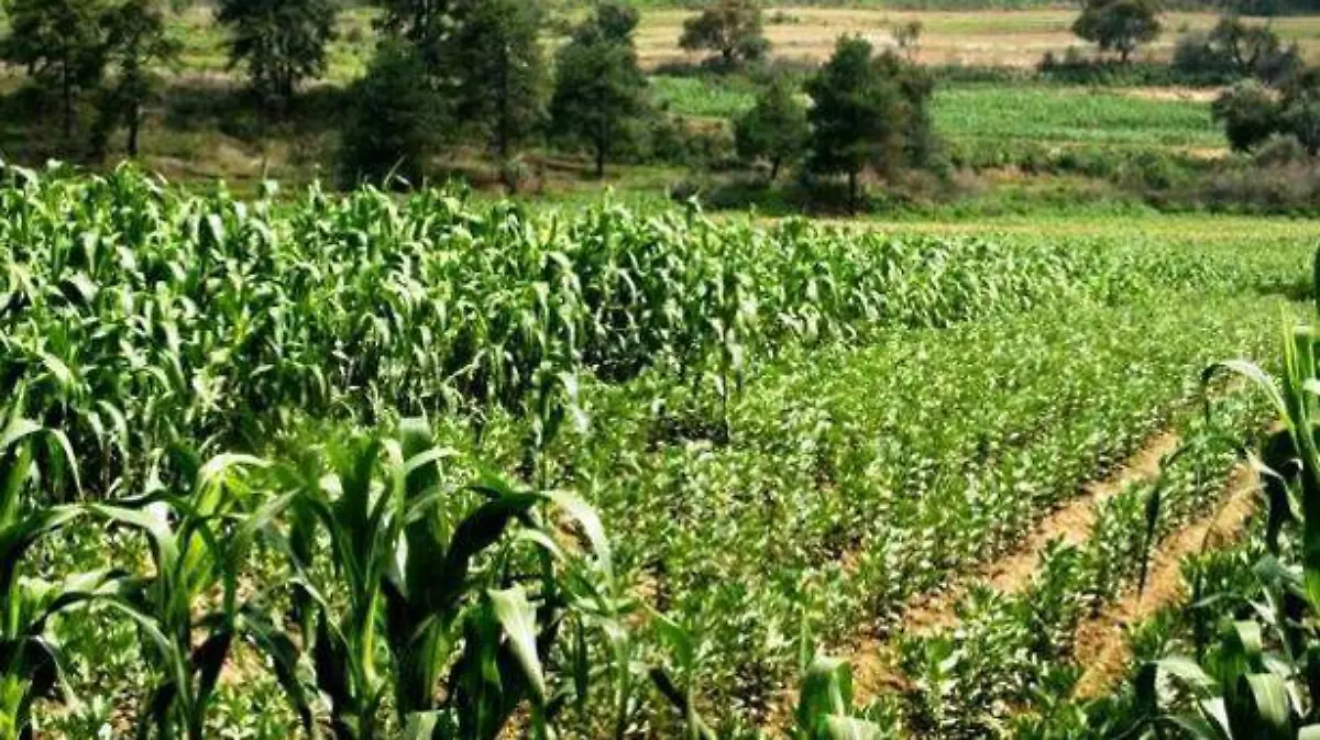 CAMPO