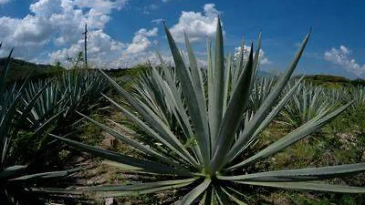 WhatsApp Image 2019-05-21 at 16.25.14