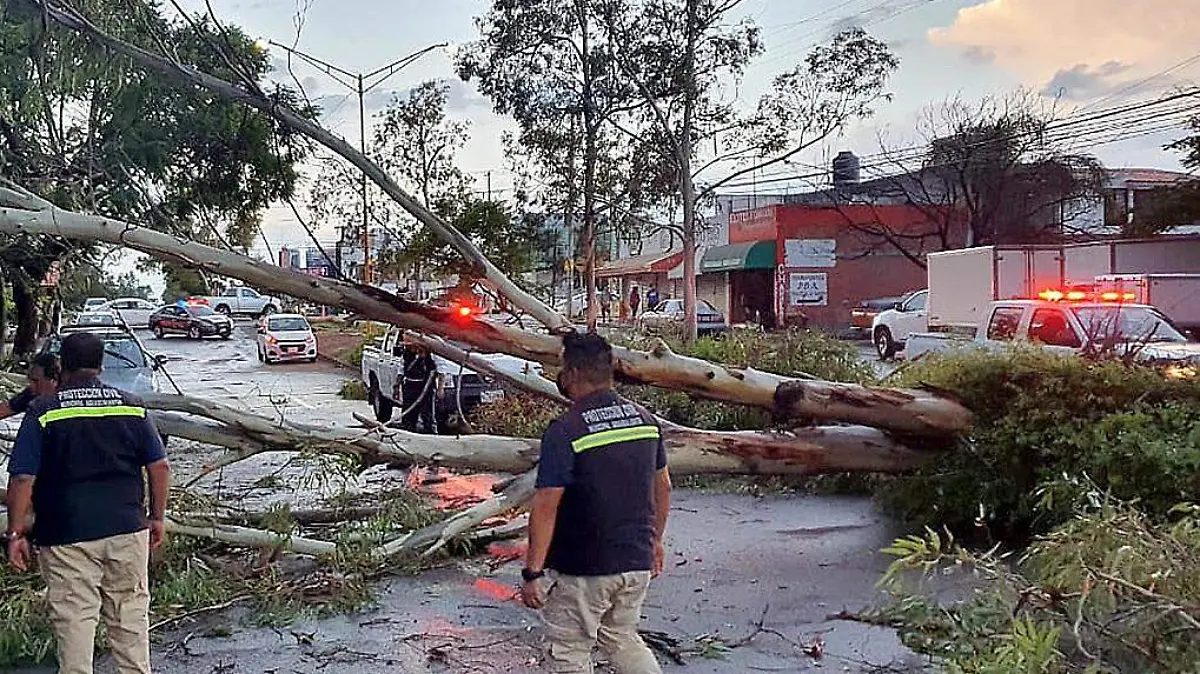 ÁrbolCaído-ProtecciónCivil-Lluvias