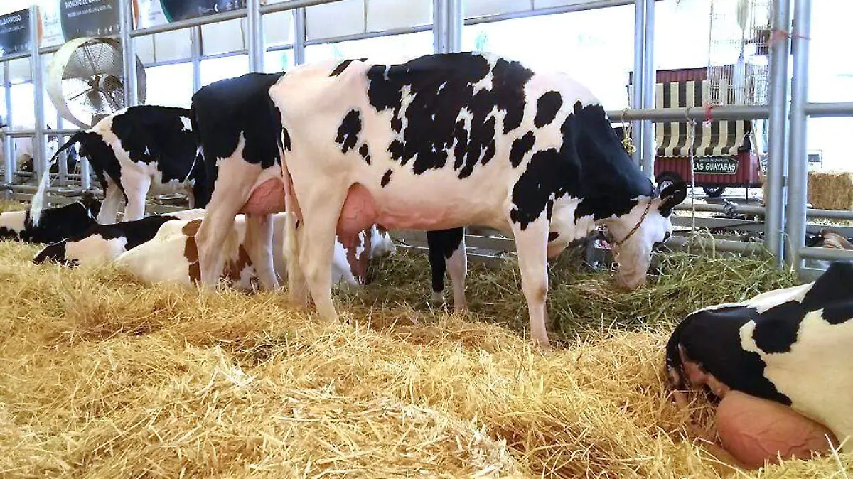 Ganado-Vacas-Ganaderos-Pastura