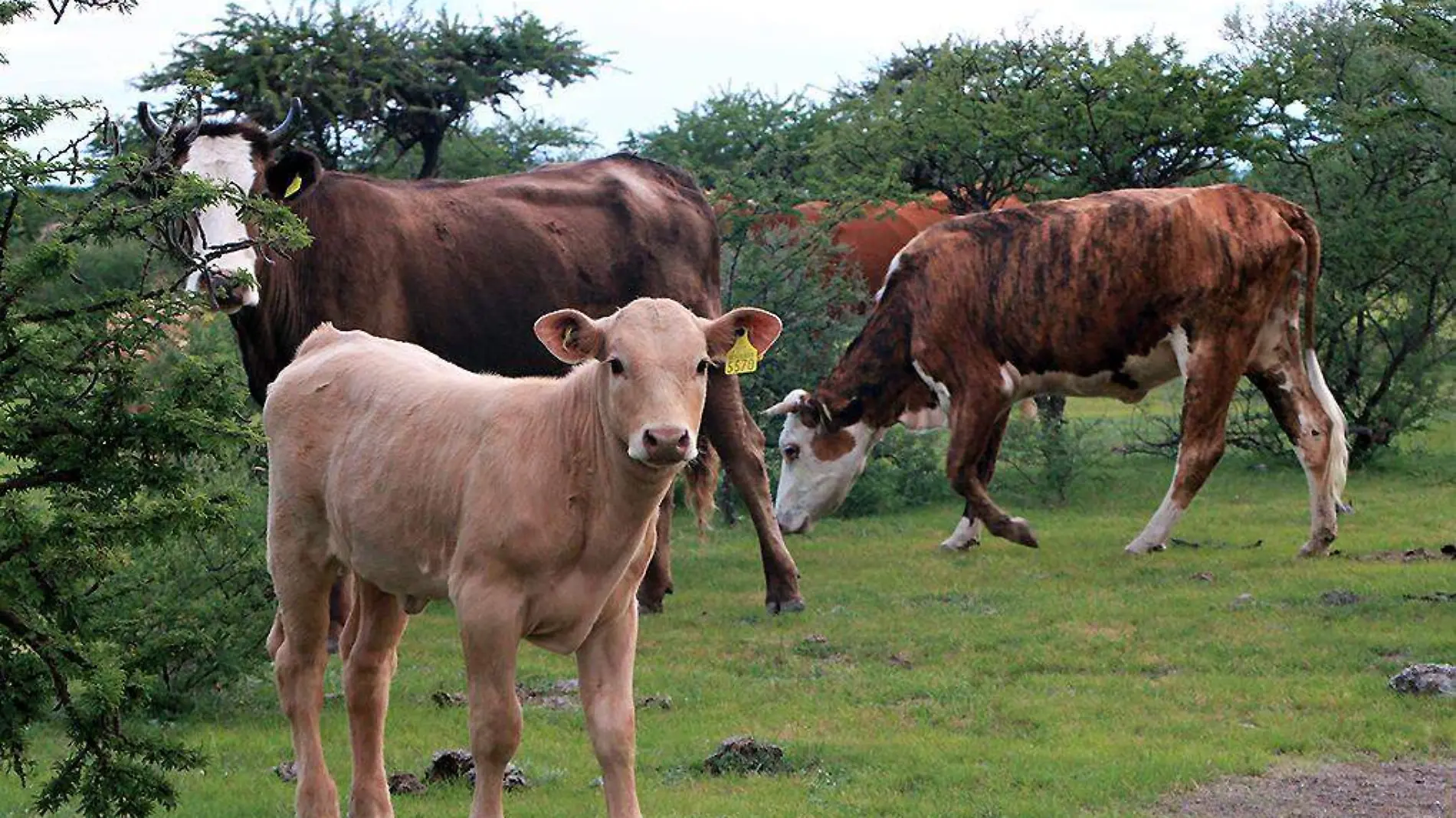 Ganado-Campo-Rastro