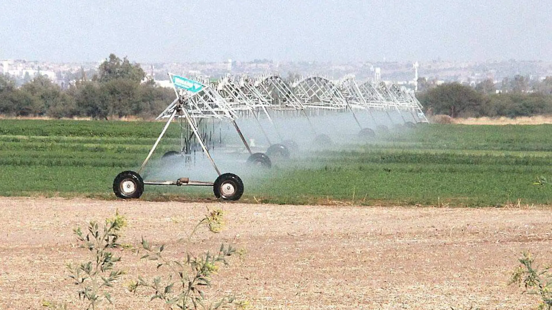 Campo-Cultivo-Cosecha