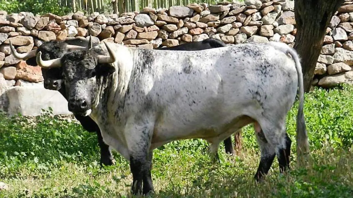 Torito