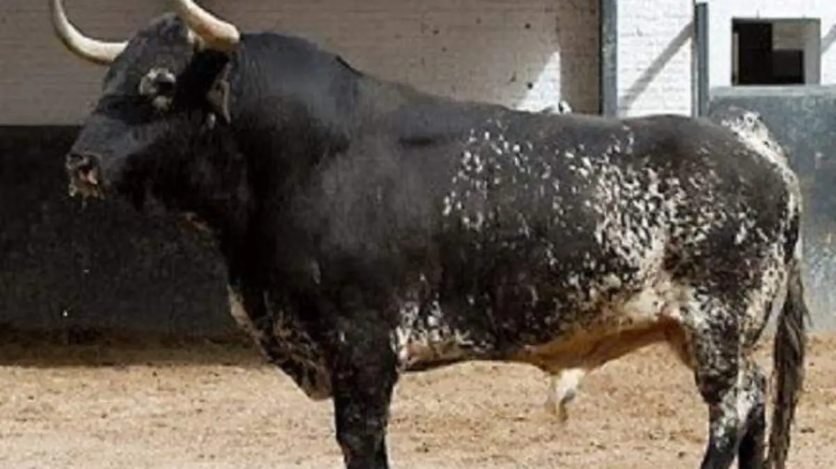 Toro de casta Vistahermosa