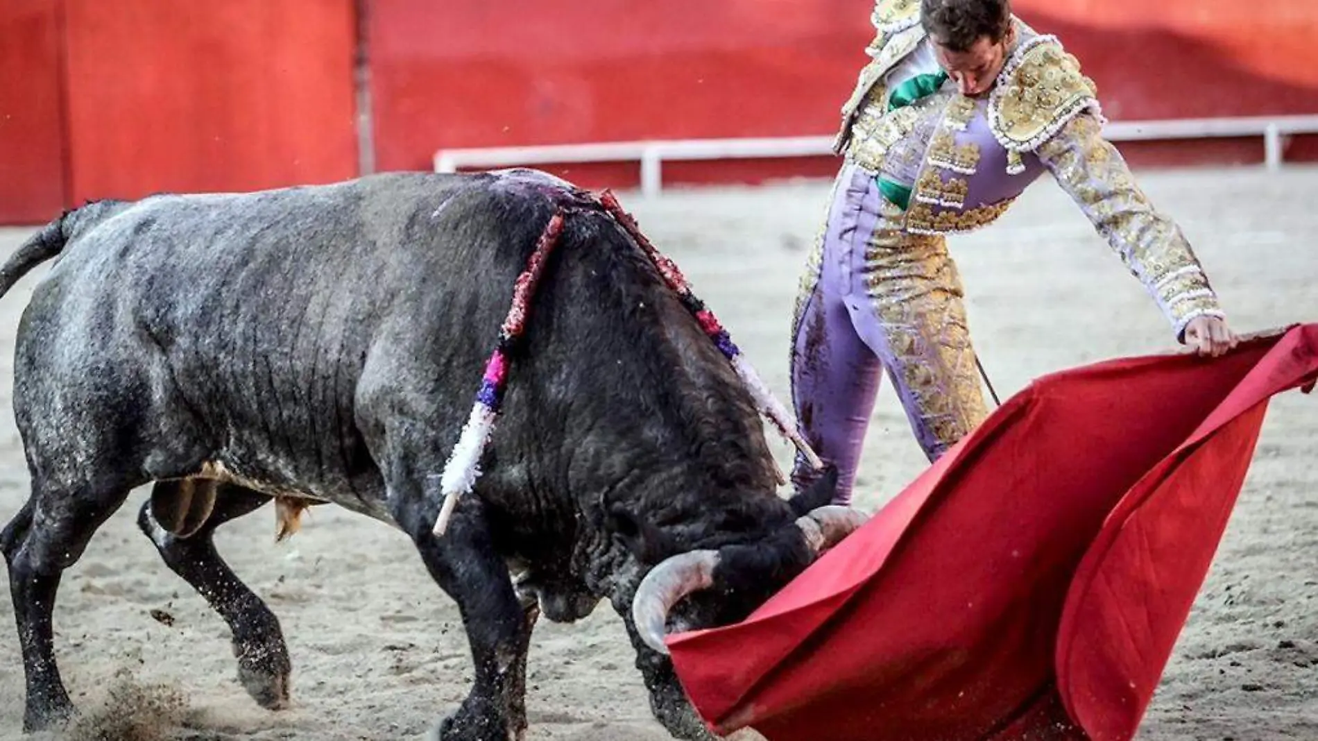 Toro-Toros-Torero-FiestaBrava