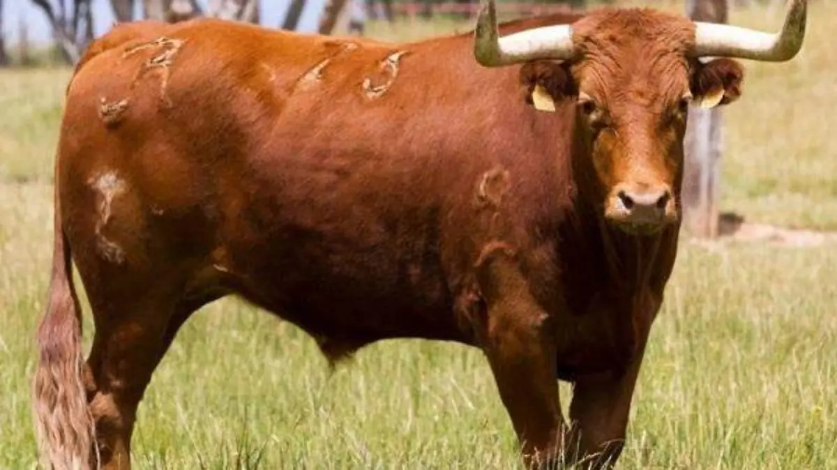 Toro de casta navarra