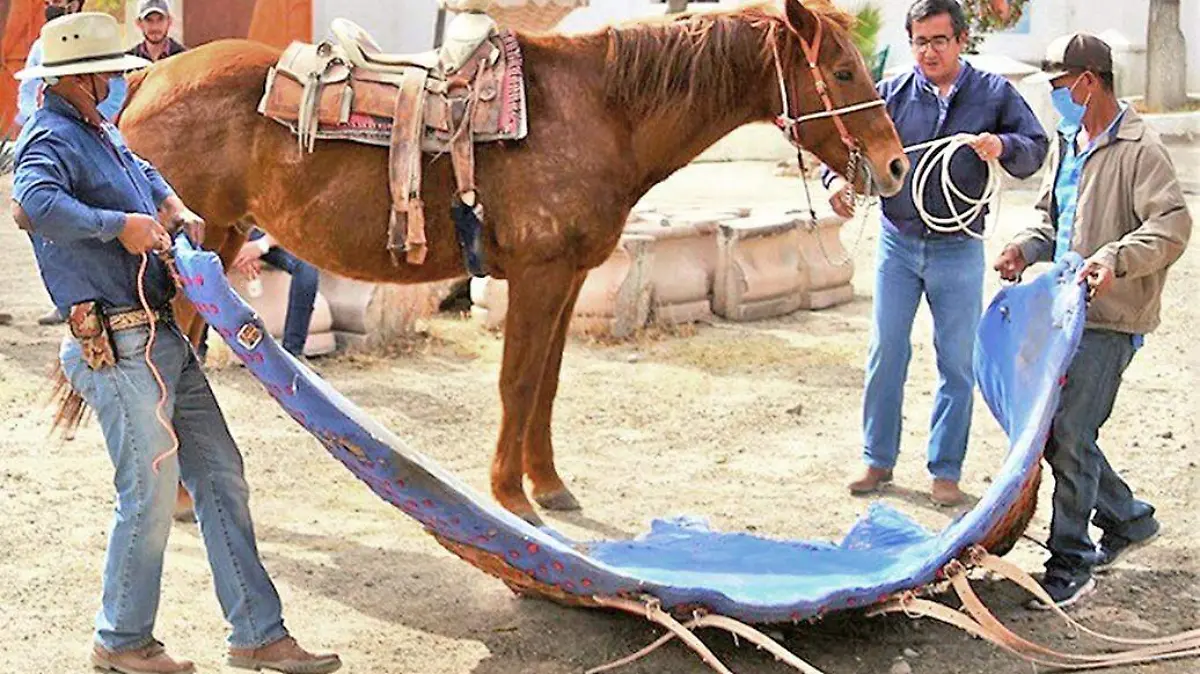 Empetado del caballo