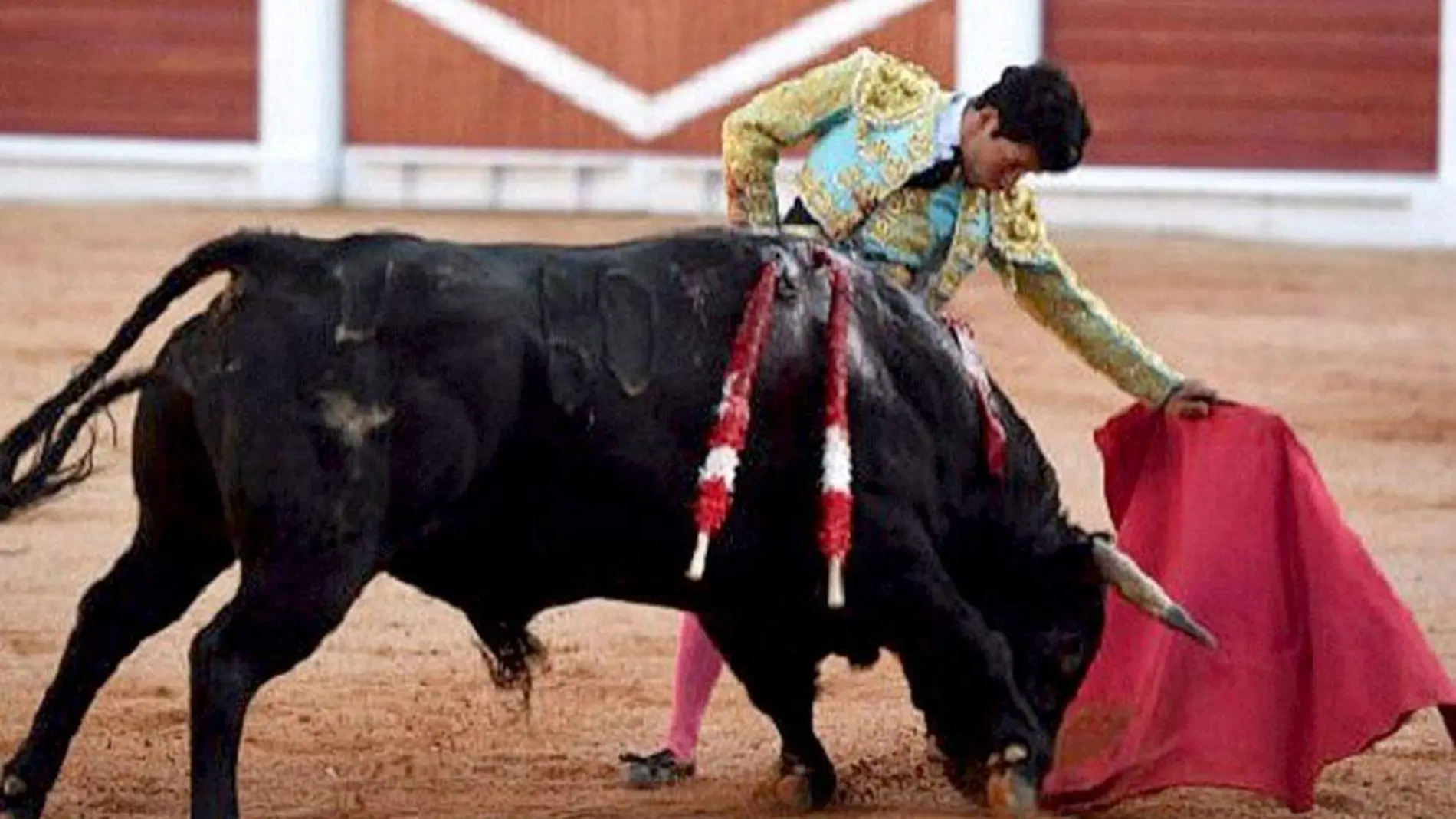 Torero-Novillero-Toros-FiestaBrava