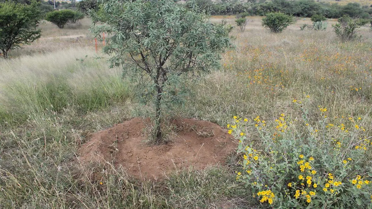 Bosque Cobos-Parga 2