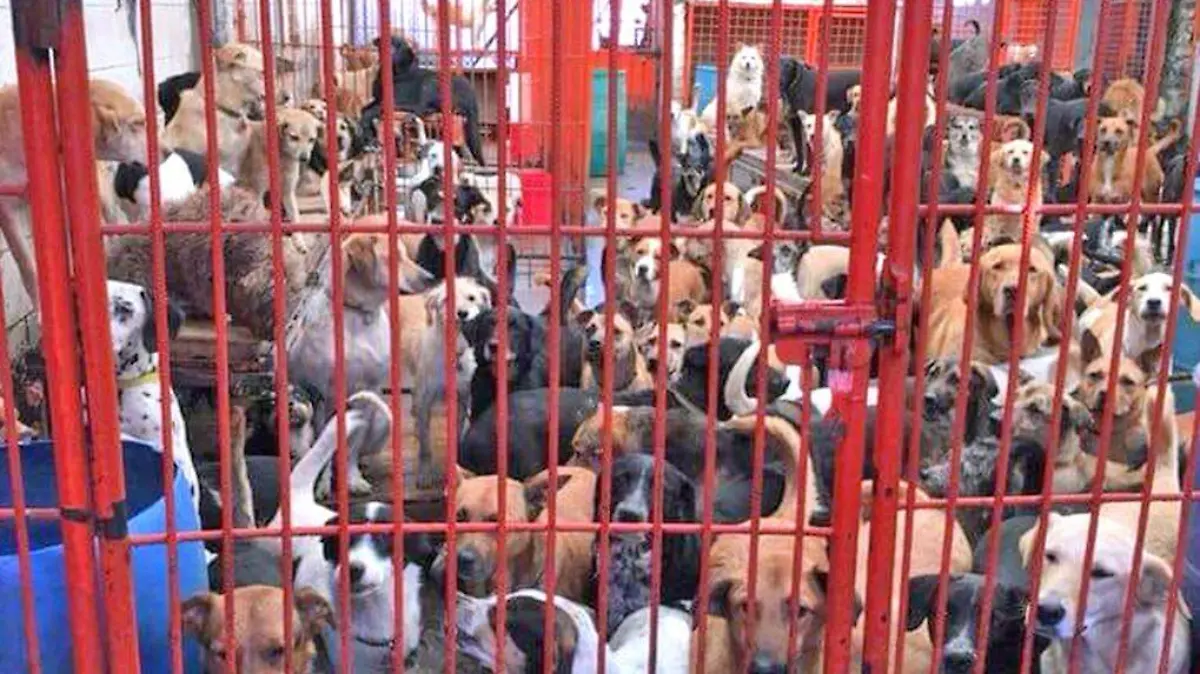 albergue de perritos