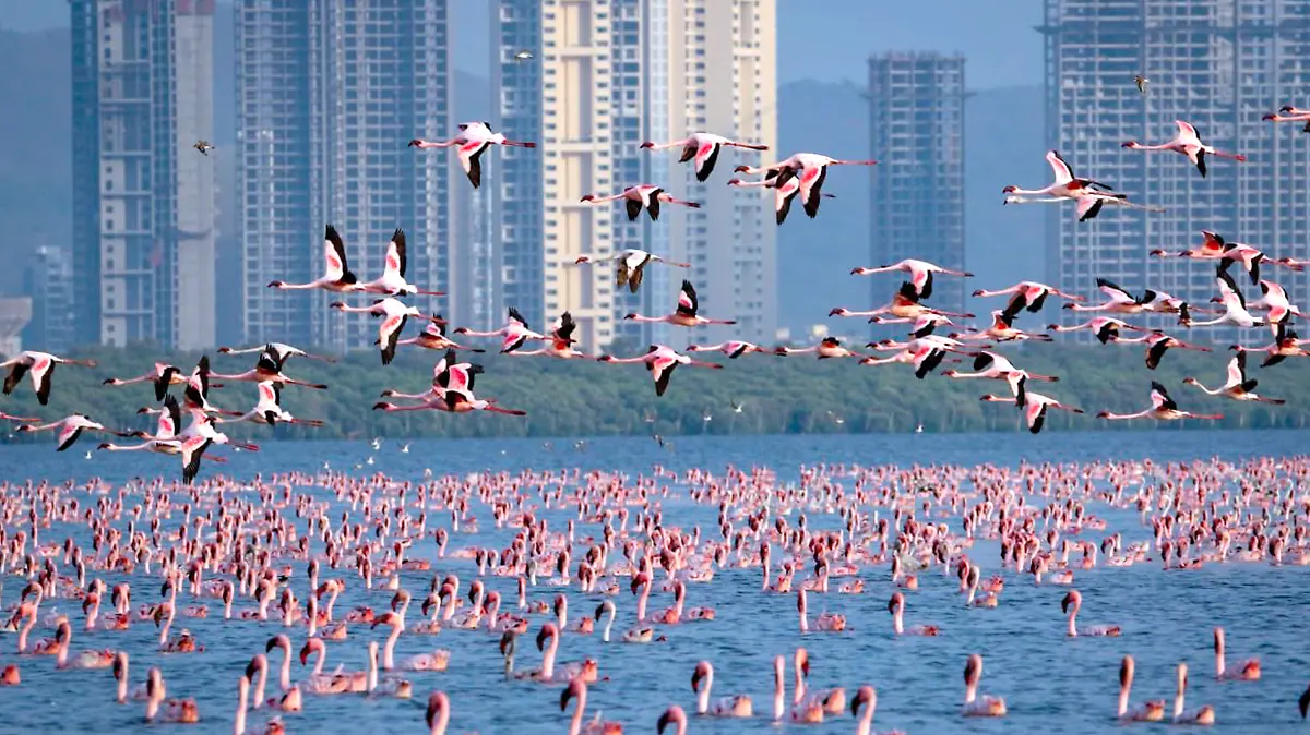 flamingos