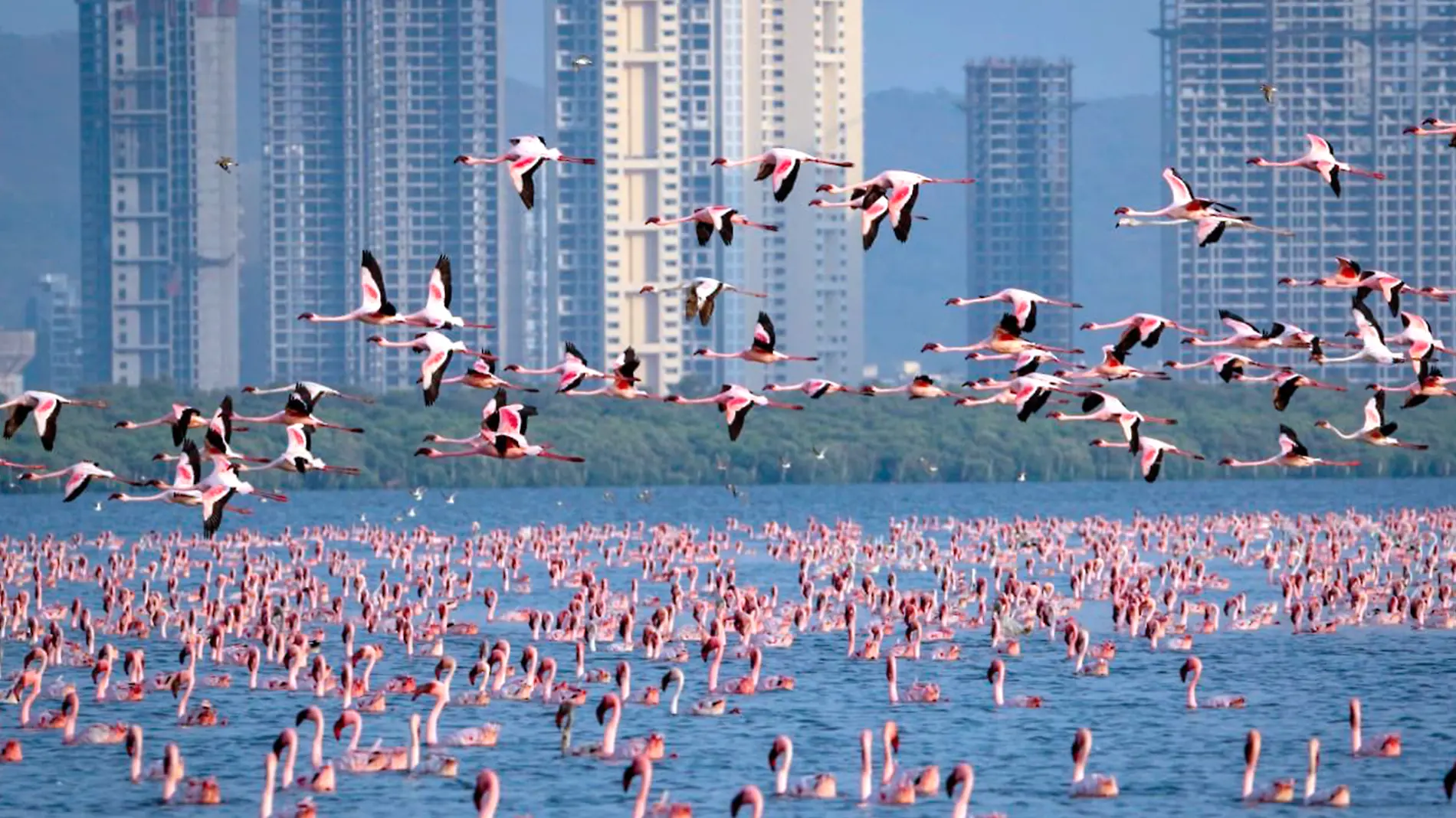 flamingos