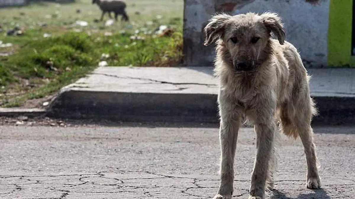 Perro-MaltratoAnimal-Mascotas