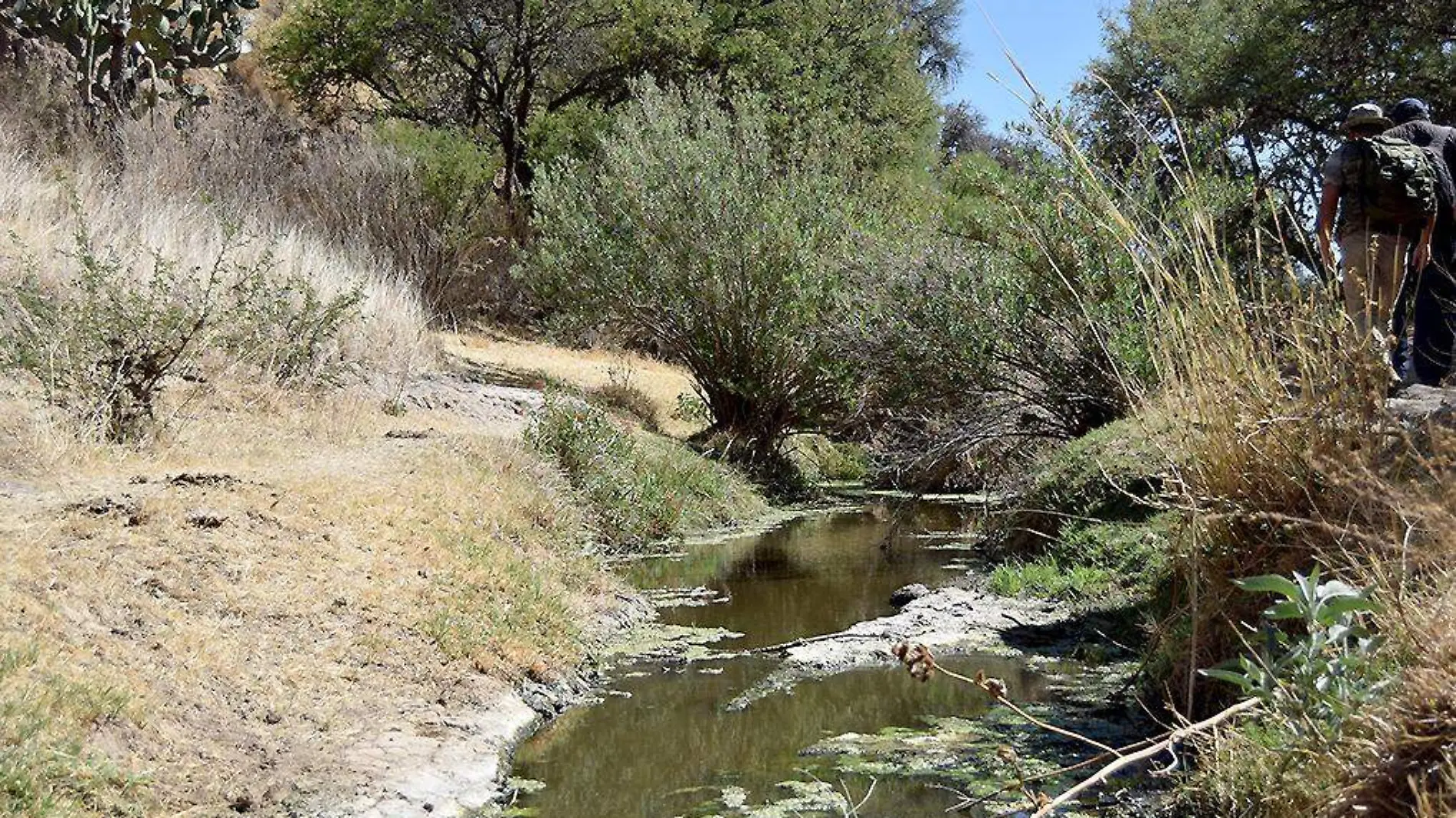 BosqueDeCobos-Naturaleza-Arroyo