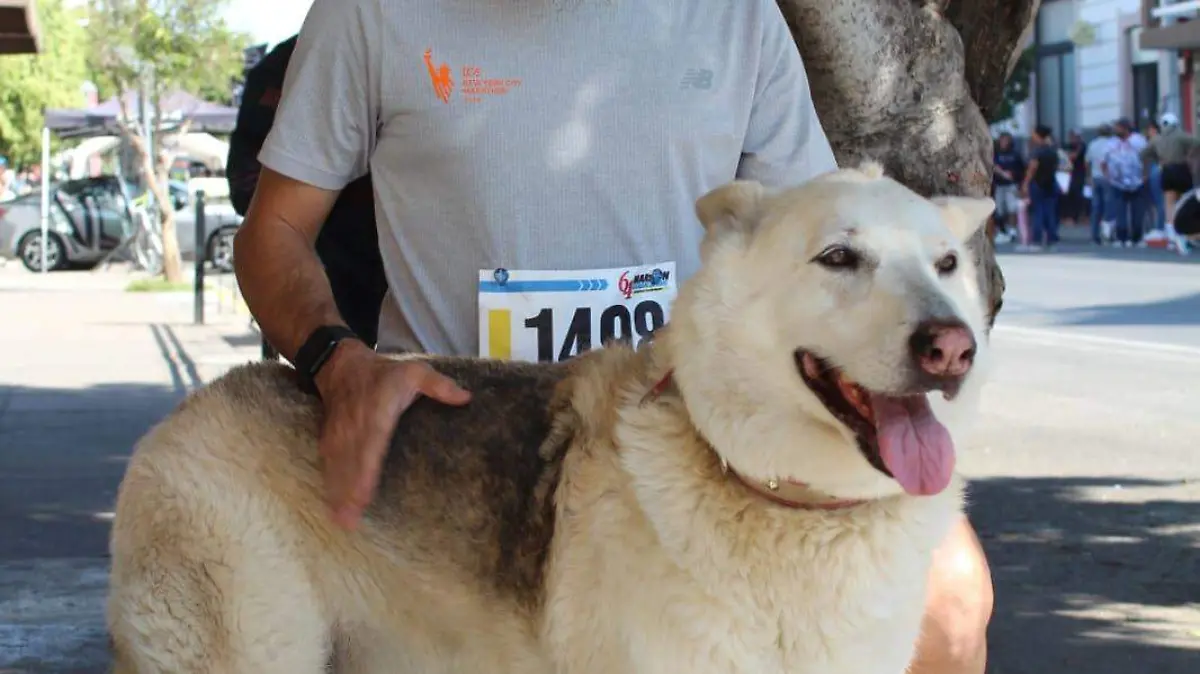 PERRITOS MARATONISTAS