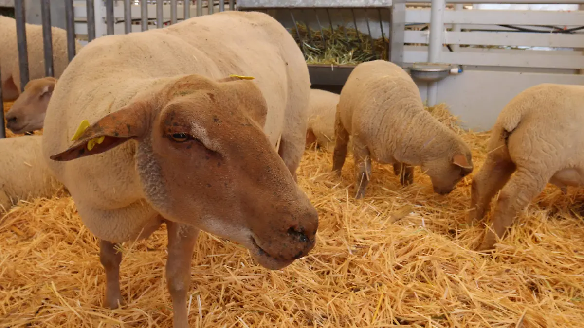 GANADO-ANIMALES-HATO