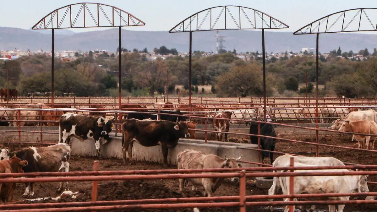 GANADO-HATO-ANIMALES