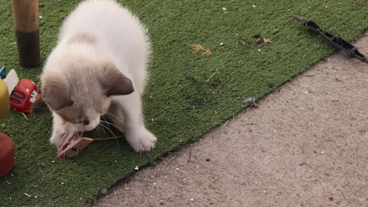 HOSPITAL VETERINARIO_MUNICIPAL_ANIMALES