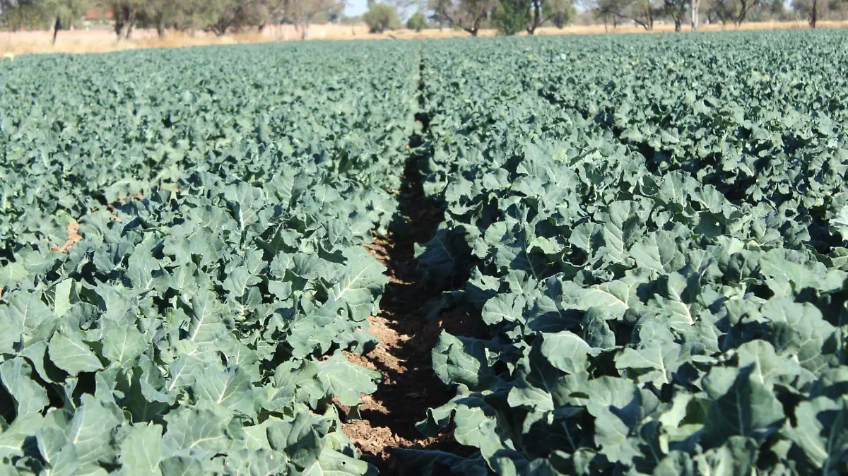 DISTRITO DE RIEGO-AGUASCALIENTES-AGUA-SIEMBRA