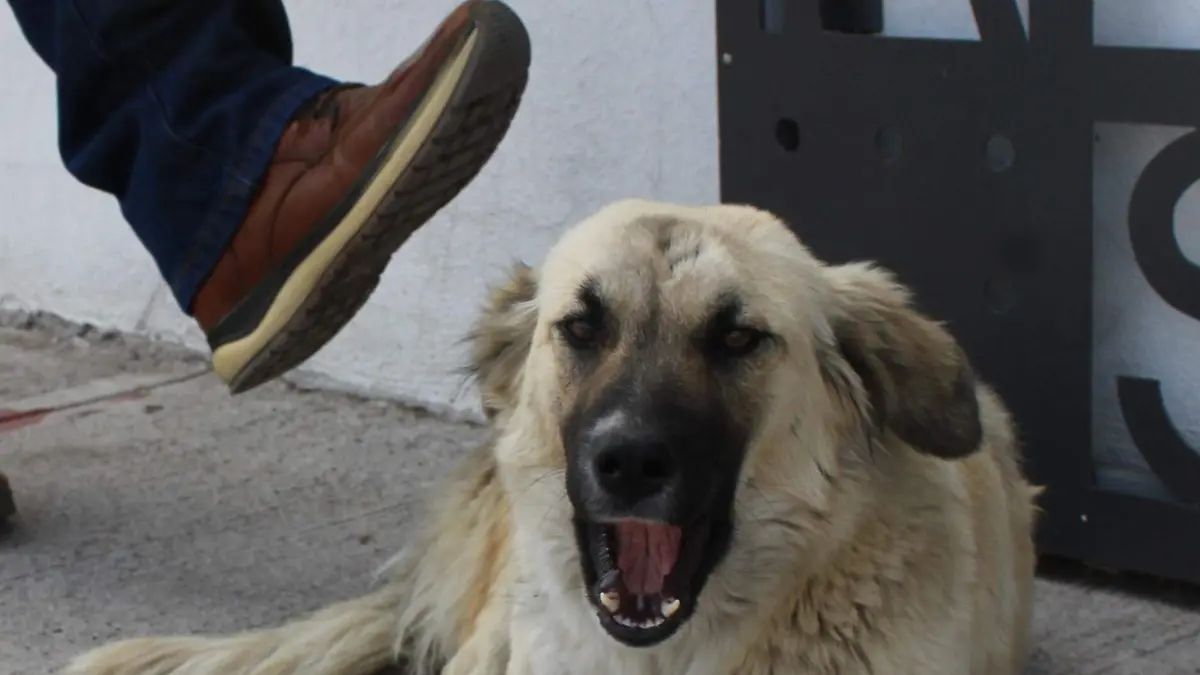 MALTRATO ANIMAL-SANCIONES-PERROS