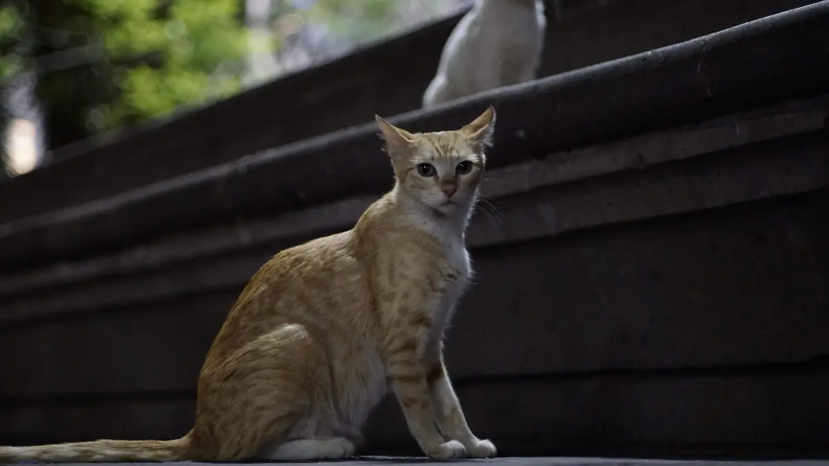 MALTRATO ANIMAL-SANCIONES-PERROS