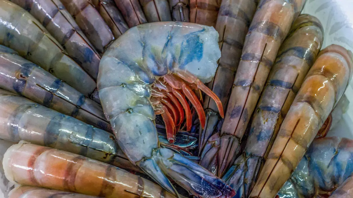 CAMARÓN-PRODUCCIÓN-SINALOA