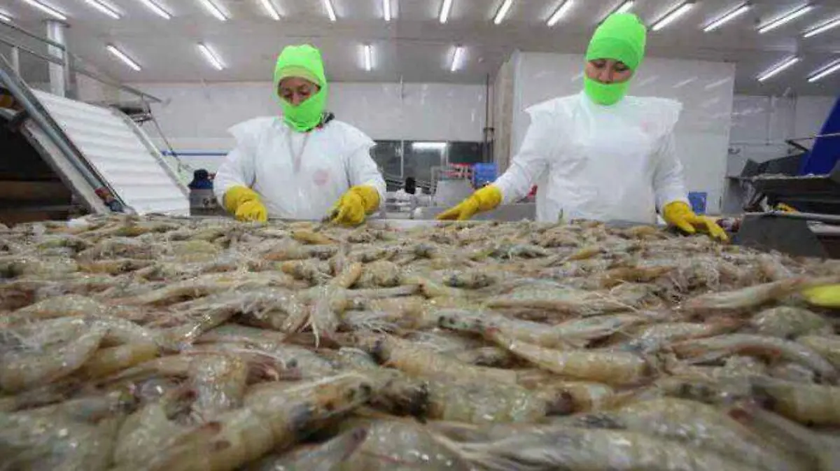 CAMARÓN-EXPORTACIONES-ECUADOR