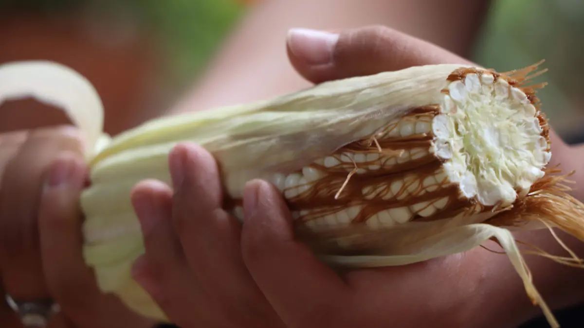 MAIZ-INDUSTRIA-TORTILLAS