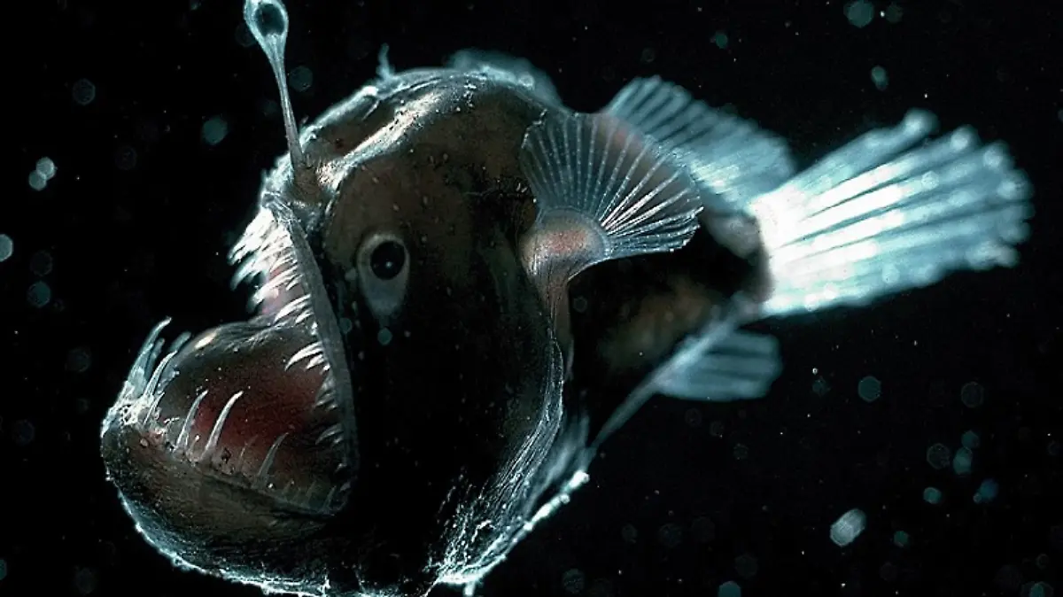 PEZ-DIABLO-ESPECIA MARINA