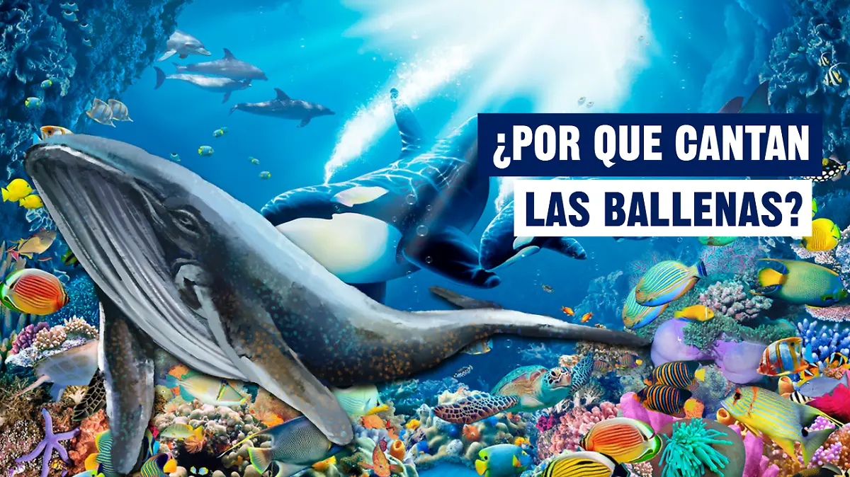 BALLENAS