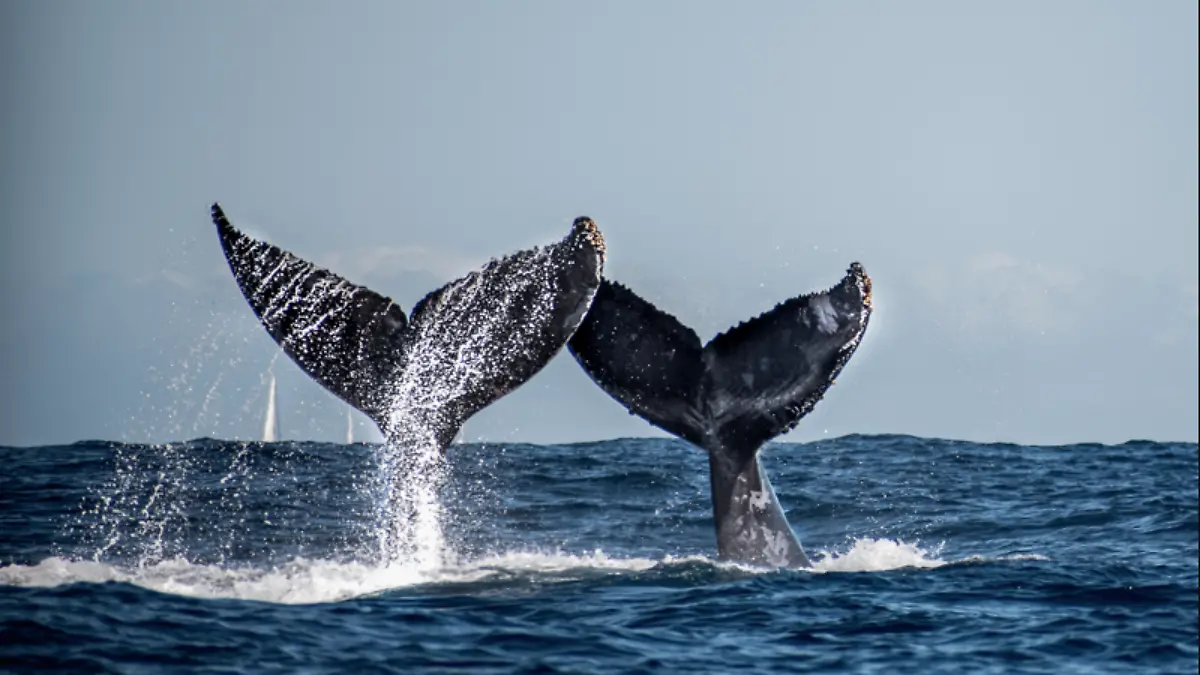 BALLENAS-CANTOS-OCÉANO