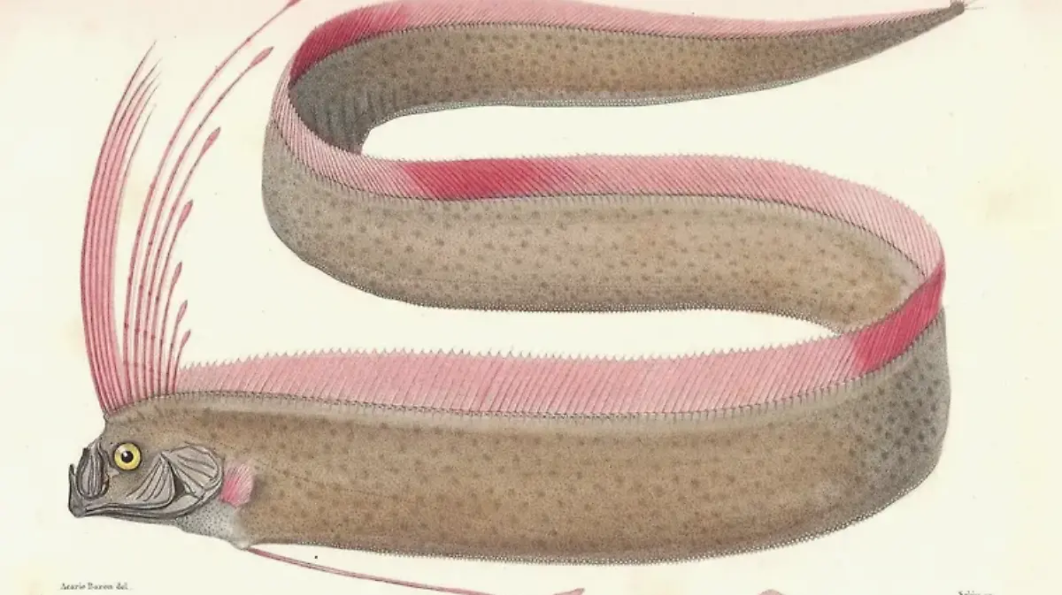 PEZ REMO-TERREMOTO-LEYENDA