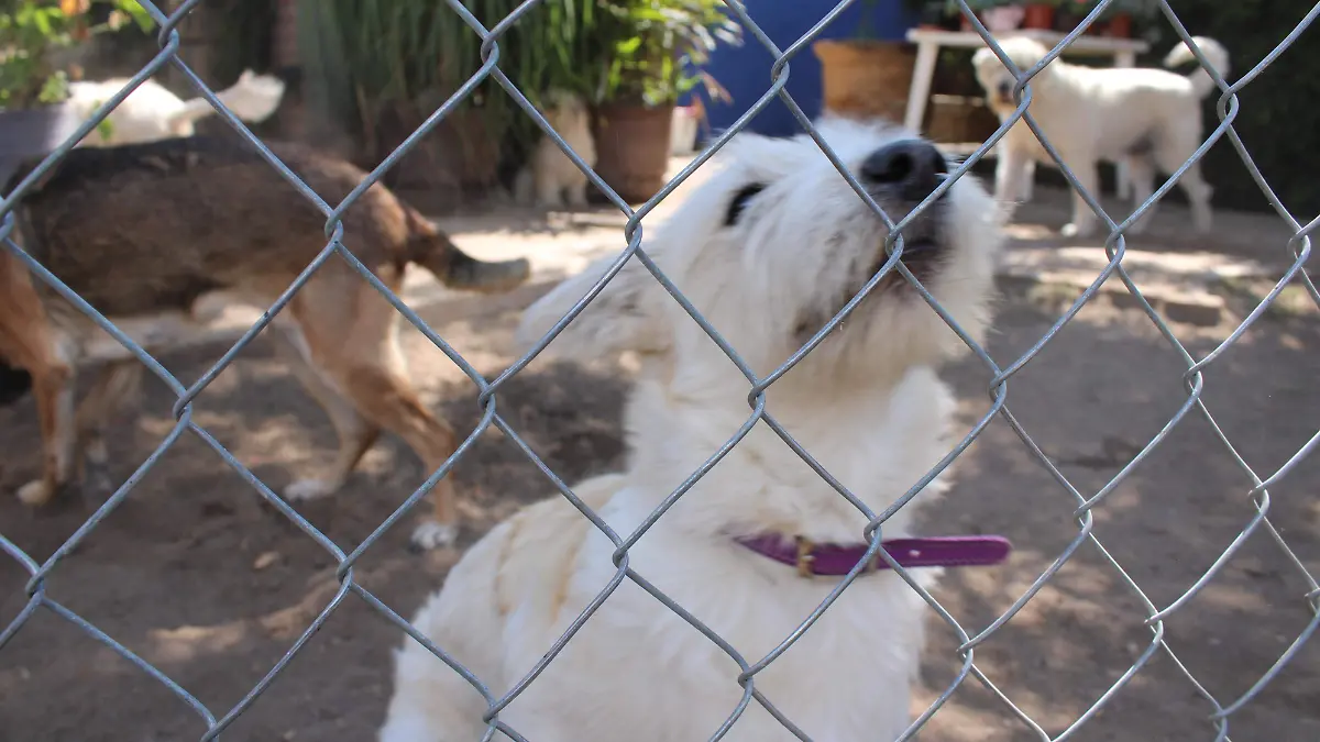 POLVORA-CUETES-MASCOTAS