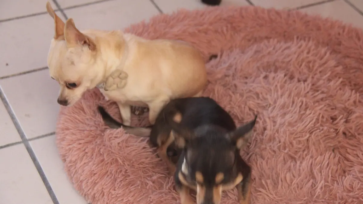 MASCOTAS-PERRITOS-GATITOS