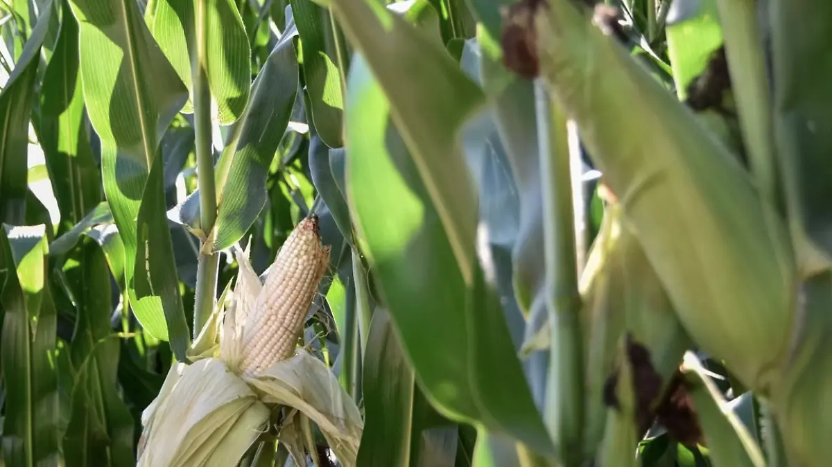 AGRICULTORES-COSECHA-SEMILLAS