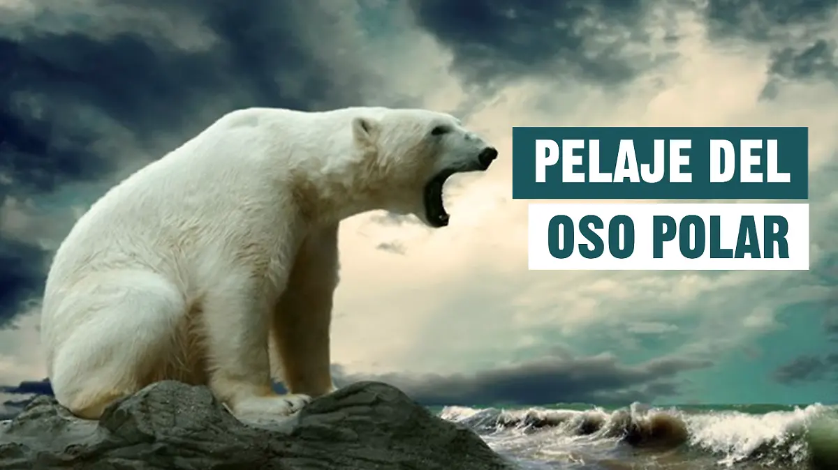 OSOO